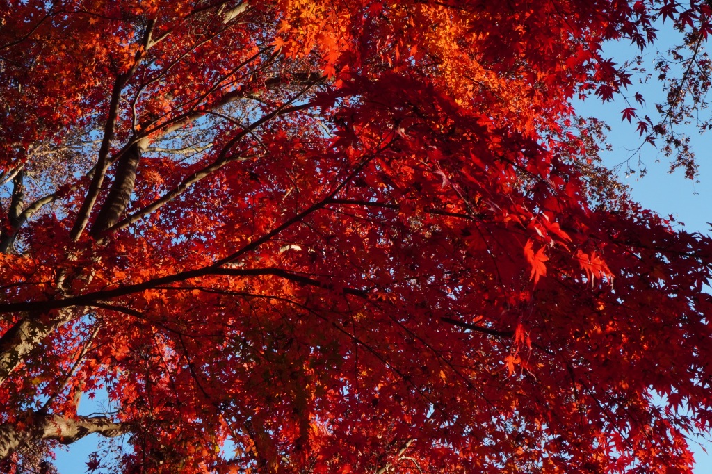 5 Ways to Enjoy Autumn in Japan