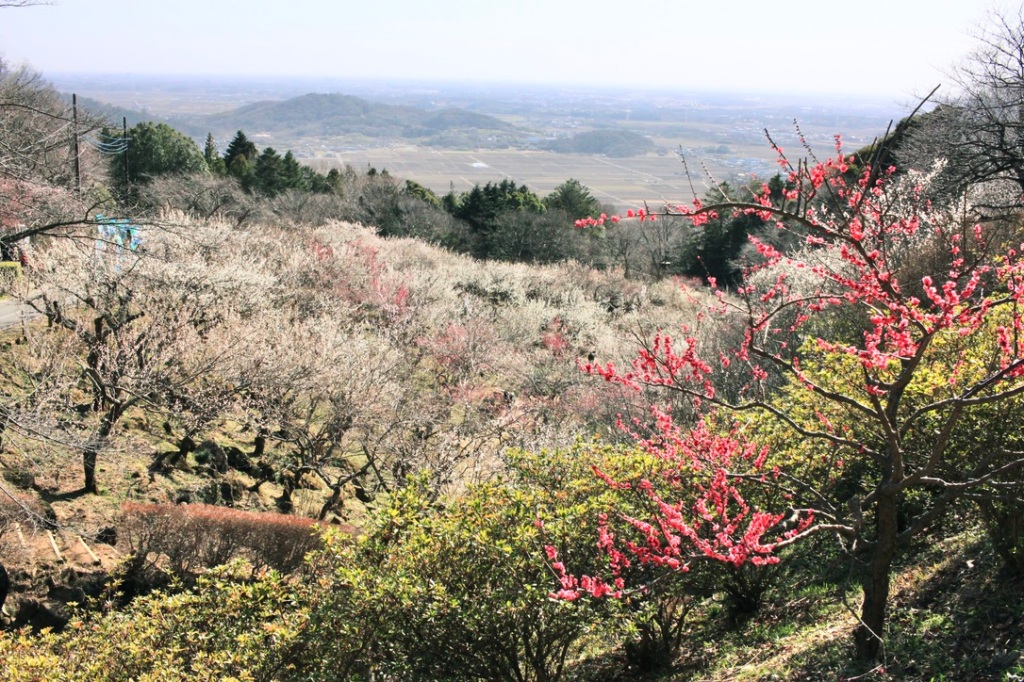 10 Spots in and Around Tokyo for Plum Blossom Viewing